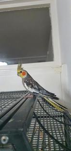 Vogels, Dieren en Toebehoren, Vogels | Parkieten en Papegaaien, Meerdere dieren, Parkiet