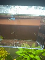 Baby guppies, Dieren en Toebehoren, Ophalen, Zo goed als nieuw