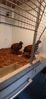 Roulroul hennen, Dieren en Toebehoren, Vrouwelijk, Kleurkanarie