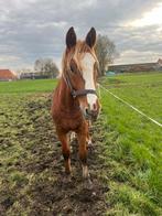 Stoere pony hengst, Dieren en Toebehoren, Pony's, 0 tot 2 jaar, Hengst, Gechipt, Onbeleerd