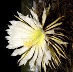 Selenicereus grandiflorus - Koiningin van de Nacht, Ophalen of Verzenden, Cactus, Volle zon, Minder dan 100 cm