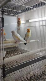 MAJOOR PUTTERS XXL, Meerdere dieren, Wildzangvogel