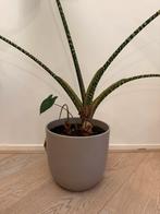 Alocasia Zebrina plant, Huis en Inrichting, Kamerplanten, Ophalen, 100 tot 150 cm, Overige soorten, Halfschaduw