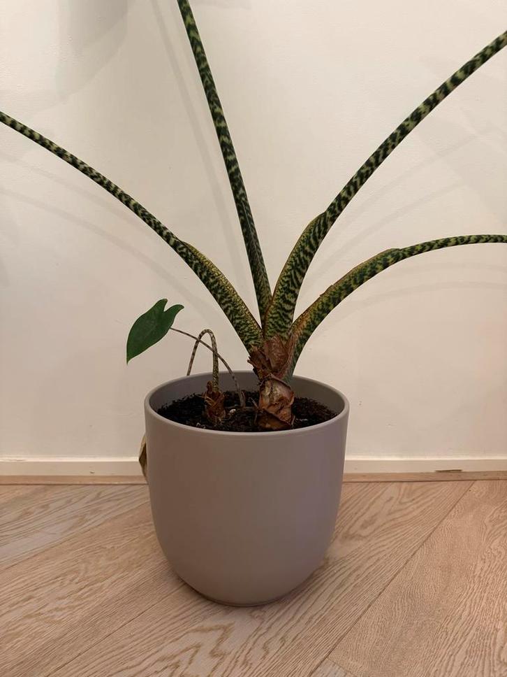Alocasia Zebrina plant, Huis en Inrichting, Kamerplanten, Overige soorten, 100 tot 150 cm, Groene kamerplant, Halfschaduw, In pot