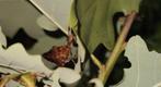 PSG72 Phyllium Giganteum, groot wandelend blad, Dieren en Toebehoren, Wandelende tak
