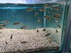 Nimbochromis Livingstonii Malawi Cichliden, Dieren en Toebehoren, Vissen | Aquariumvissen, Zoetwatervis, Vis