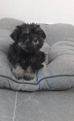 Dwergschnauzer pup, Dieren en Toebehoren, Overige rassen, 8 tot 15 weken, Teef, Eén hond