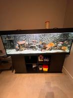 650L Trofis Aquarium | Compleet Systeem Malawi, Tanganyika, Ophalen of Verzenden, Zo goed als nieuw, Gevuld zoetwateraquarium