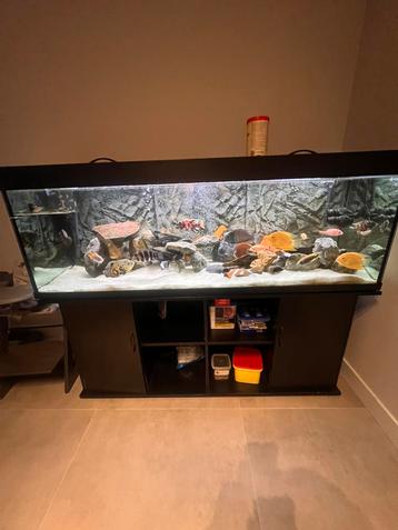 650L Trofis Aquarium | Compleet Systeem Malawi, Tanganyika beschikbaar voor biedingen
