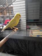 Kanarie, Dieren en Toebehoren, Vogels | Kanaries, Mannelijk, Zangkanarie