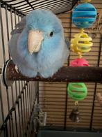 Forpus pop, Dieren en Toebehoren, Meerdere dieren, Dwergpapegaai of Agapornis, Tam