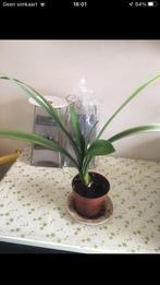 Kamerplant Clivia, Ophalen