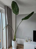 Strelitzia, Ophalen, 200 cm of meer, Overige soorten, In pot