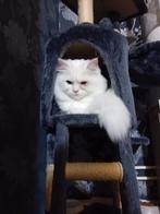 Witte kat, Kater