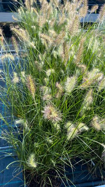 Pennisetum ‘little bunny’ beschikbaar voor biedingen