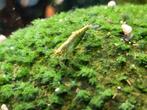 Neocaridina Davidi Green Jade garnalen, Kreeft, Krab of Garnaal, Zoetwatervis, Schoolvis
