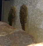 Sewellia Lineolata, Vis, Zoetwatervis, Schoolvis