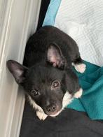 Puppies mix Japanse Spits & Jack Russel, Dieren en Toebehoren, Keeshond, 8 tot 15 weken, Parvo, Meerdere