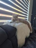 Kater, Dieren en Toebehoren, Katten en Kittens | Raskatten | Korthaar, Kater