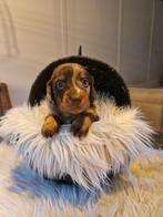 Prachtige langharige dwergteckel pups beschikbaar!, CDV (hondenziekte), 8 tot 15 weken, Dwerg, Langhaar