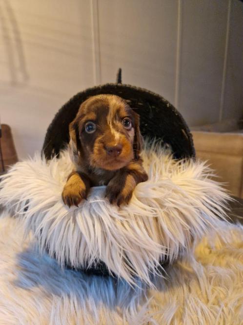 Prachtige langharige dwergteckel pups beschikbaar!, Dieren en Toebehoren, Honden | Teckels en Dashonden, Meerdere dieren, Langhaar
