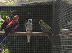 Te koop Penant Rosella Blauw, Dieren en Toebehoren, Meerdere dieren, Parkiet