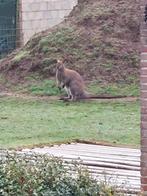 Wallaby, Mannelijk, Kangeroo