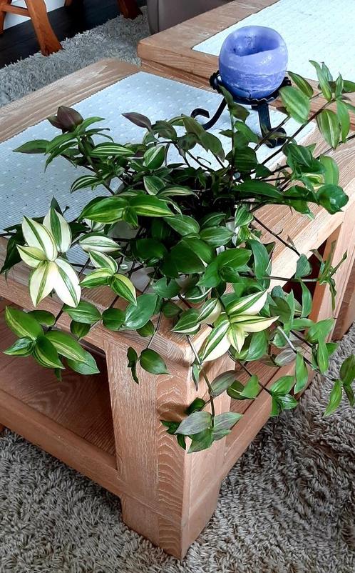 mooie Tradescantia Fluminensis hangplanten, Huis en Inrichting, Kamerplanten, Overige soorten, Minder dan 100 cm, Ophalen of Verzenden