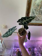 Alocasia ‘s en corms, Ophalen of Verzenden, Overige soorten, Minder dan 100 cm