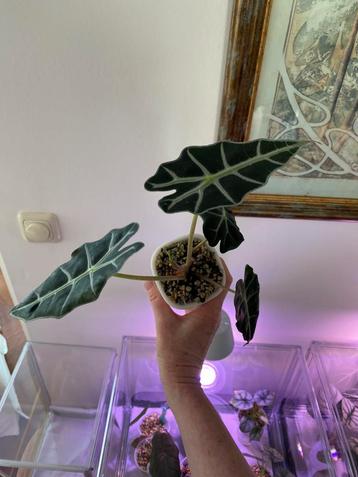 Alocasia ‘s en corms beschikbaar voor biedingen