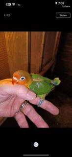 baby agarpornissen verschillende kleuren om tam temaken, Dieren en Toebehoren, Vogels | Parkieten en Papegaaien, Meerdere dieren
