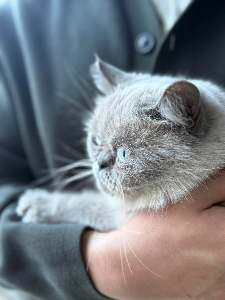 Luna britse korthaar, Dieren en Toebehoren, Katten en Kittens | Dekkaters, 0 tot 2 jaar