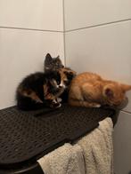 2 kittens 8wk muisgrijs/lapjes poesje rood katertje lief spe, Dieren en Toebehoren, Katten en Kittens | Overige Katten, Meerdere dieren