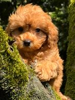 Beeldschone mini Maltipoo pups! Geschikt bij allergie, Dieren en Toebehoren, Honden | Chihuahua's en Gezelschapshonden, Poedel