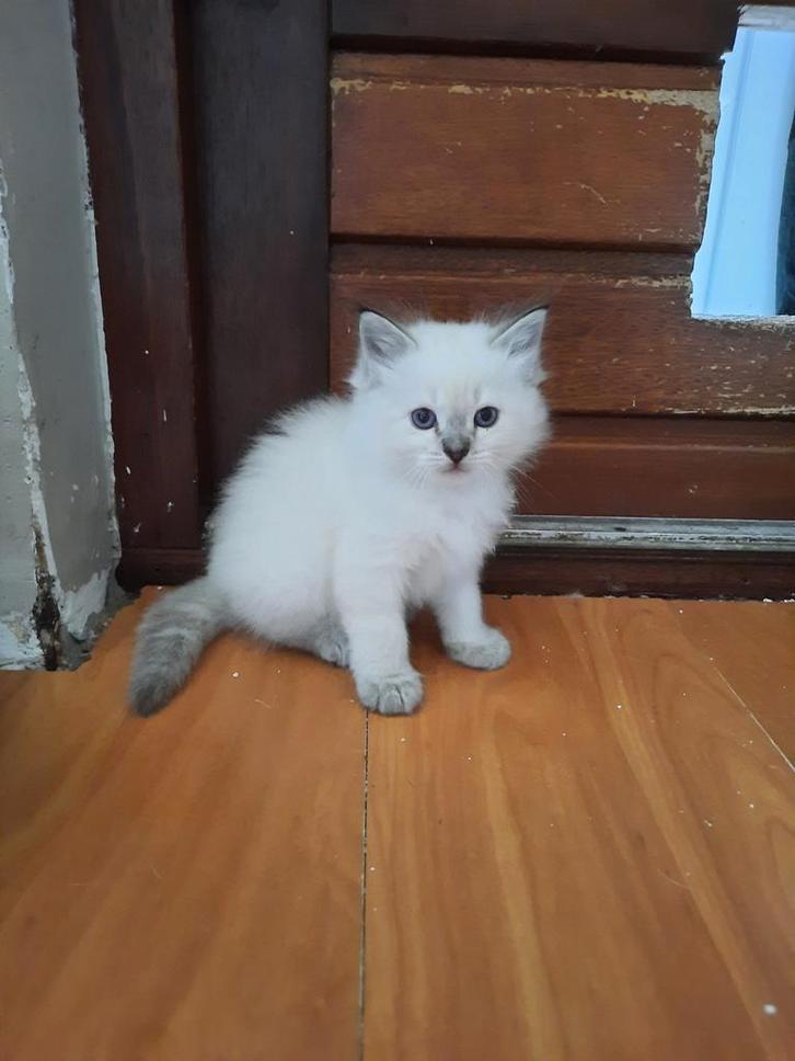 Ragdoll kittens, Dieren en Toebehoren, Katten en Kittens | Raskatten | Langhaar, Meerdere dieren, Ontwormd