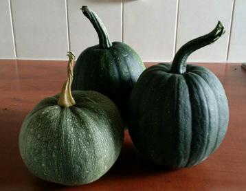 Courgette Ronde van Nice zaden biologisch beschikbaar voor biedingen