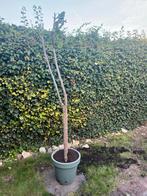 Jonge Vijgenboom in Pot, Bloeit niet, 100 tot 250 cm, Volle zon, In pot