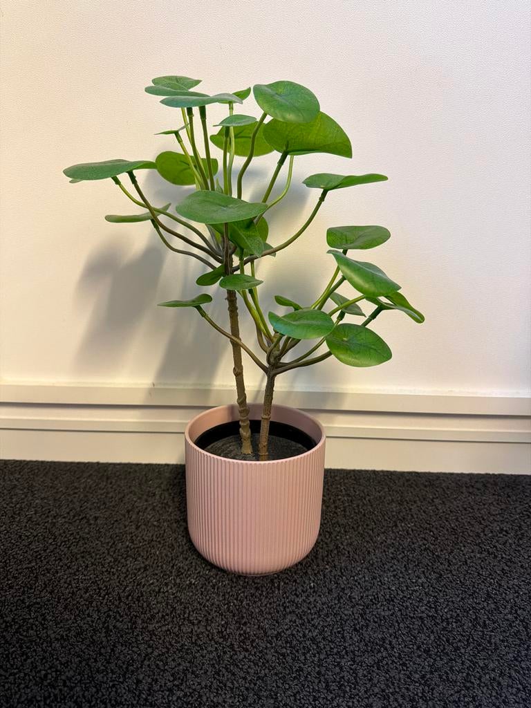 Pannenkoekenplant in roze pot van IKEA, Huis en Inrichting, Kamerplanten, Ophalen, Overige soorten, Halfschaduw, In pot