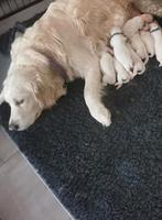 Gouden retriever pups, Dieren en Toebehoren, Honden | Retrievers, Spaniëls en Waterhonden, Golden retriever, 8 tot 15 weken, Meerdere
