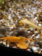 (oranje) garnalen, Dieren en Toebehoren, Vissen | Aquariumvissen, Kreeft, Krab of Garnaal, Zoetwatervis, Schoolvis
