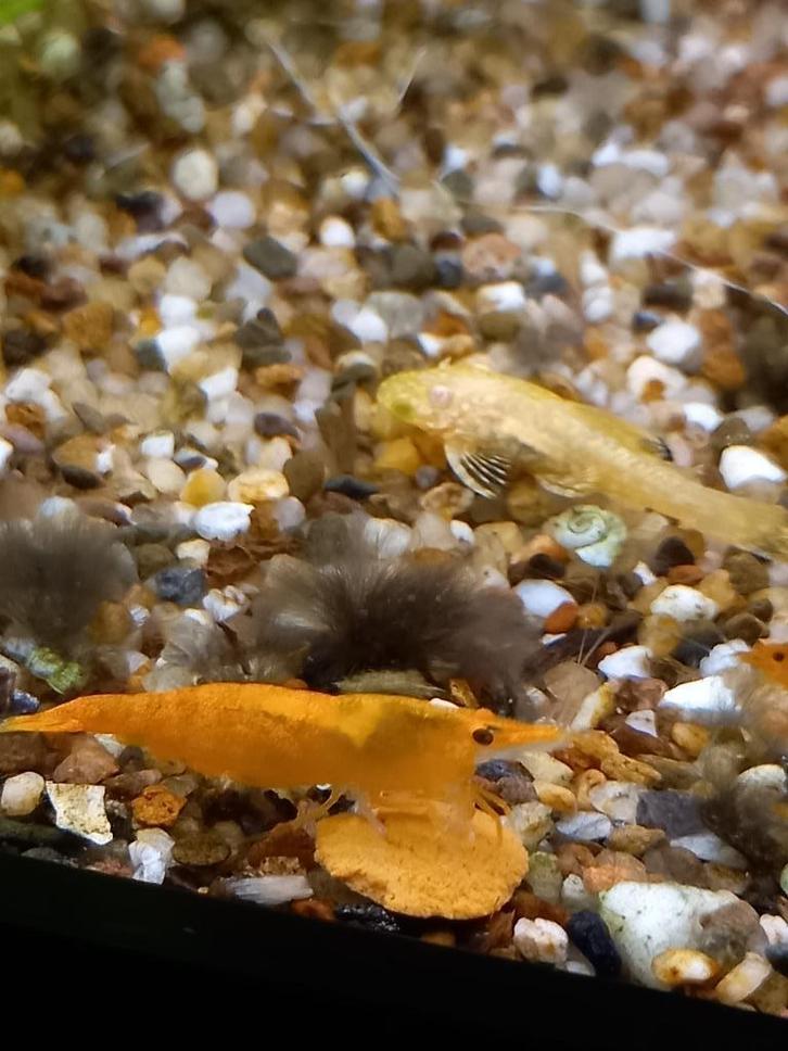 (oranje) garnalen, Dieren en Toebehoren, Vissen | Aquariumvissen, Zoetwatervis, Kreeft, Krab of Garnaal, Schoolvis