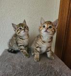 2 schattige poesjes. Halfras Brits, Dieren en Toebehoren, Katten en Kittens | Overige Katten, Poes, Kortharig, 0 tot 2 jaar