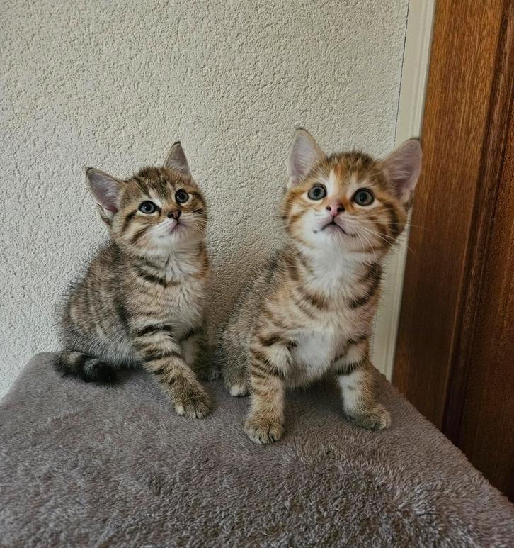2 schattige poesjes. Halfras Brits, Dieren en Toebehoren, Katten en Kittens | Overige Katten, Kortharig, Poes, 0 tot 2 jaar