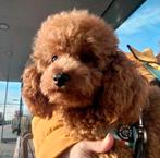 Knap Toypoedel reutje met FCI stamboom, net 1 jaar, Dieren en Toebehoren, Honden | Chihuahua's en Gezelschapshonden, Poedel, Reu