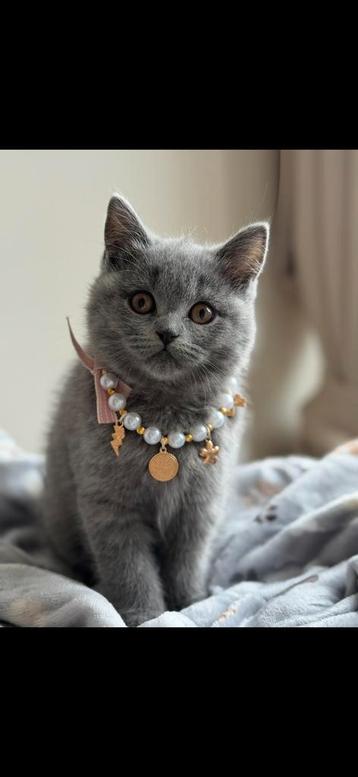 Britse korthaar kittens 3 poesjes 1 kater 11 weken oud beschikbaar voor biedingen
