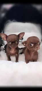 Prachtige chihuahua broertjes, België, Reu, 8 tot 15 weken, Parvo