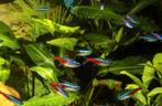 Neon tetra's, aquarium vissen, Dieren en Toebehoren, Vis, Zoetwatervis, Schoolvis