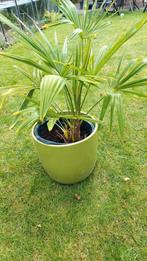 trachycarpus fortunei, prachtige palmboom met pot, Tuin en Terras, Planten | Tuinplanten, Ophalen, Lente, Overige soorten, Volle zon