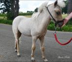 Geweldig lief, enthousiast mini, minipaard veulen, Dieren en Toebehoren, Pony's, Niet van toepassing, Hengst, A pony (tot 1.17m)