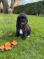 Boompoo (Boomer x Toy Poedel) pups, Dieren en Toebehoren, Poedel, Nederland, CDV (hondenziekte), 8 tot 15 weken